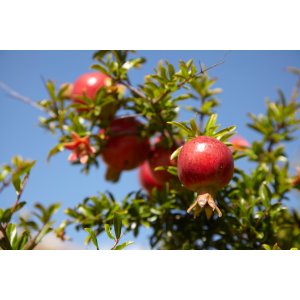 Granátovník púnsky (Punica Granatum) ´MOLLAR DE ELCHE´ - výška 150-180 cm, kont. C7L (-16°C) 